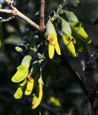 צחנן מבאיש. צומח בחורבת דנעילה. צילום: יעקב שקולניק
