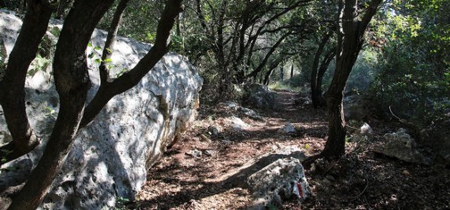 שביל בחורש. צילום: יעקב שקולניק
