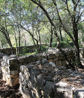 עצי החורש עלו על הבית הקדום. צילום: יעקב שקולניק