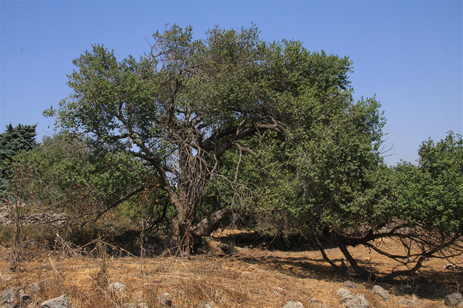 הדובדבן מבאב אל-הווא. צילום: יעקב שקולניק