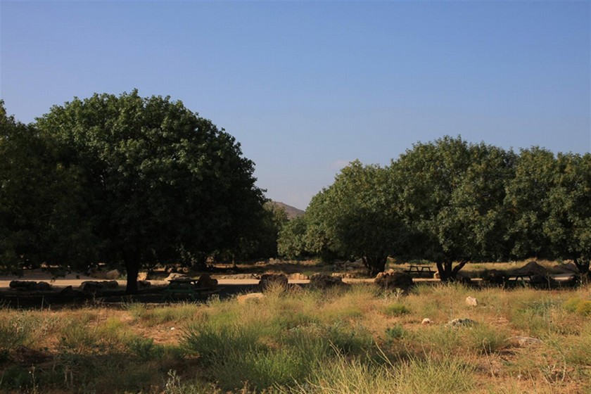 עצי אלה. צילום: יעקב שקולניק