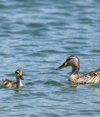 מציפורי ראש ציפור. נקבת ברכיה בוגרת והאפרוח שלה. צילום: ירון צ'רקה, באדיבות כנפי קק"ל