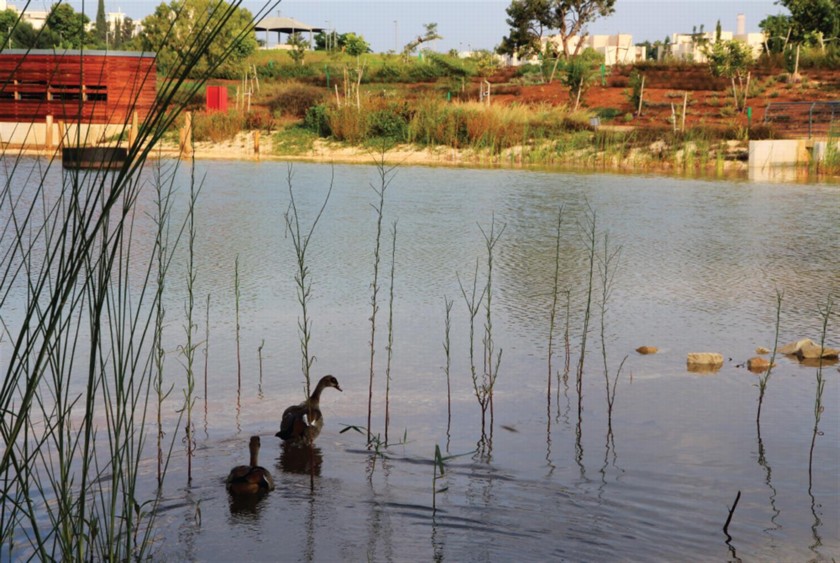 יאוריות באגם. צילום: יעקב שקולניק