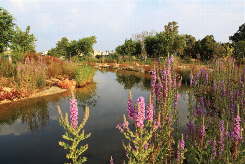 מנופי מרכז הצפרות. צילום: יעקב שקולניק
