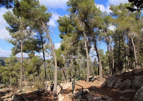 טיול בשביל הארז ביער ירושלים. צילום: יעקב שקולניק, ארכיון הצילומים של קק"ל