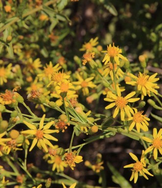 טיון, פורח בתל עכו בקיץ. צילום: יעקב שקולניק