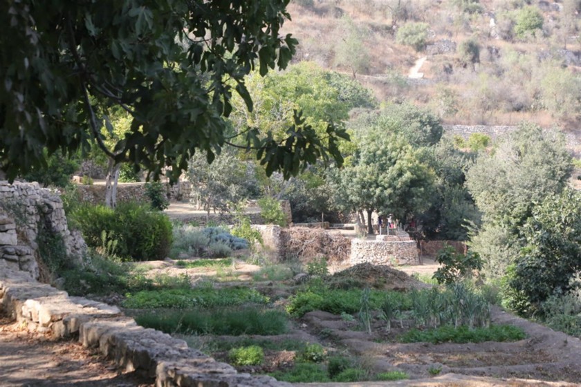 חלקות שלחין בסטף. צילום: יוסי זמיר, ארכיון הצילומים, קק"ל