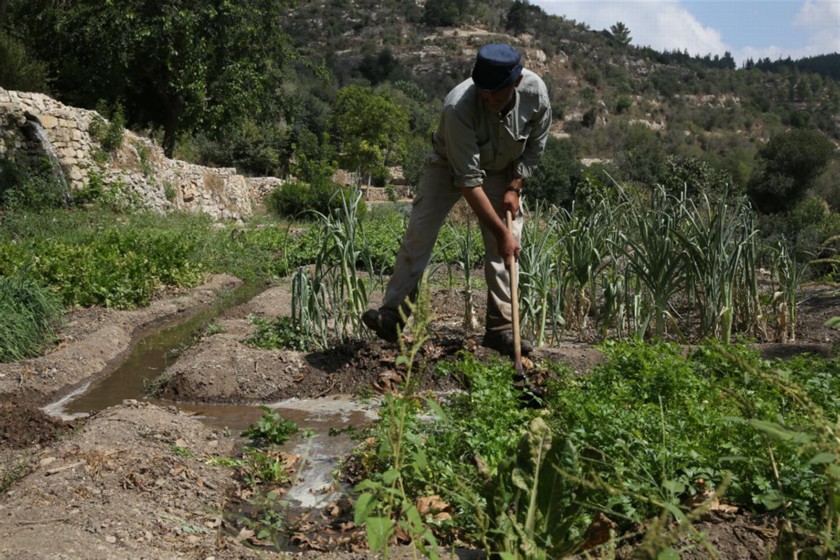 עובדים בחלקות השלחין בסטף. צילום: יוסי זמיר, ארכיון הצילומים, קק"ל
