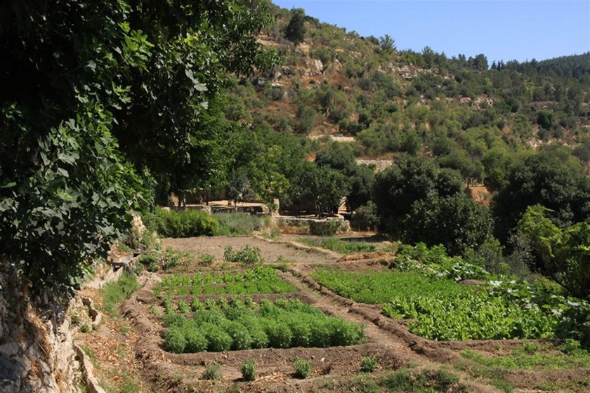 סטף. חלקות שלחין. צילום: יעקב שקולניק