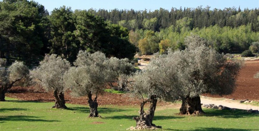 מסלול דרך נוף יערות ציפורי. צילום: יעקב שקולניק