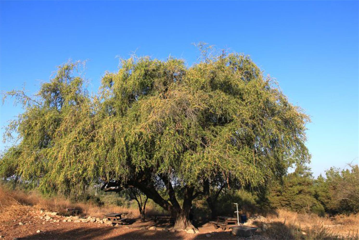 חניון השיזף העתיק. צילום: יעקב שקולניק