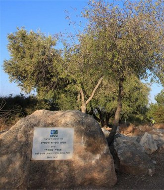 שלט בכניסה לחניון השיזף העתיק. צילום: יעקב שקולניק