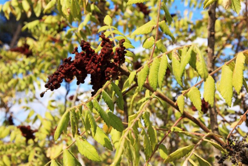 אוג הבורסקאים מתפאר בפירותיו בחודש אוקטובר. צילום: יעקב שקולניק