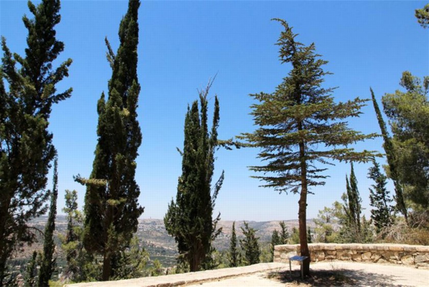 ארז בן גוריון. צילום: יעקב שקולניק