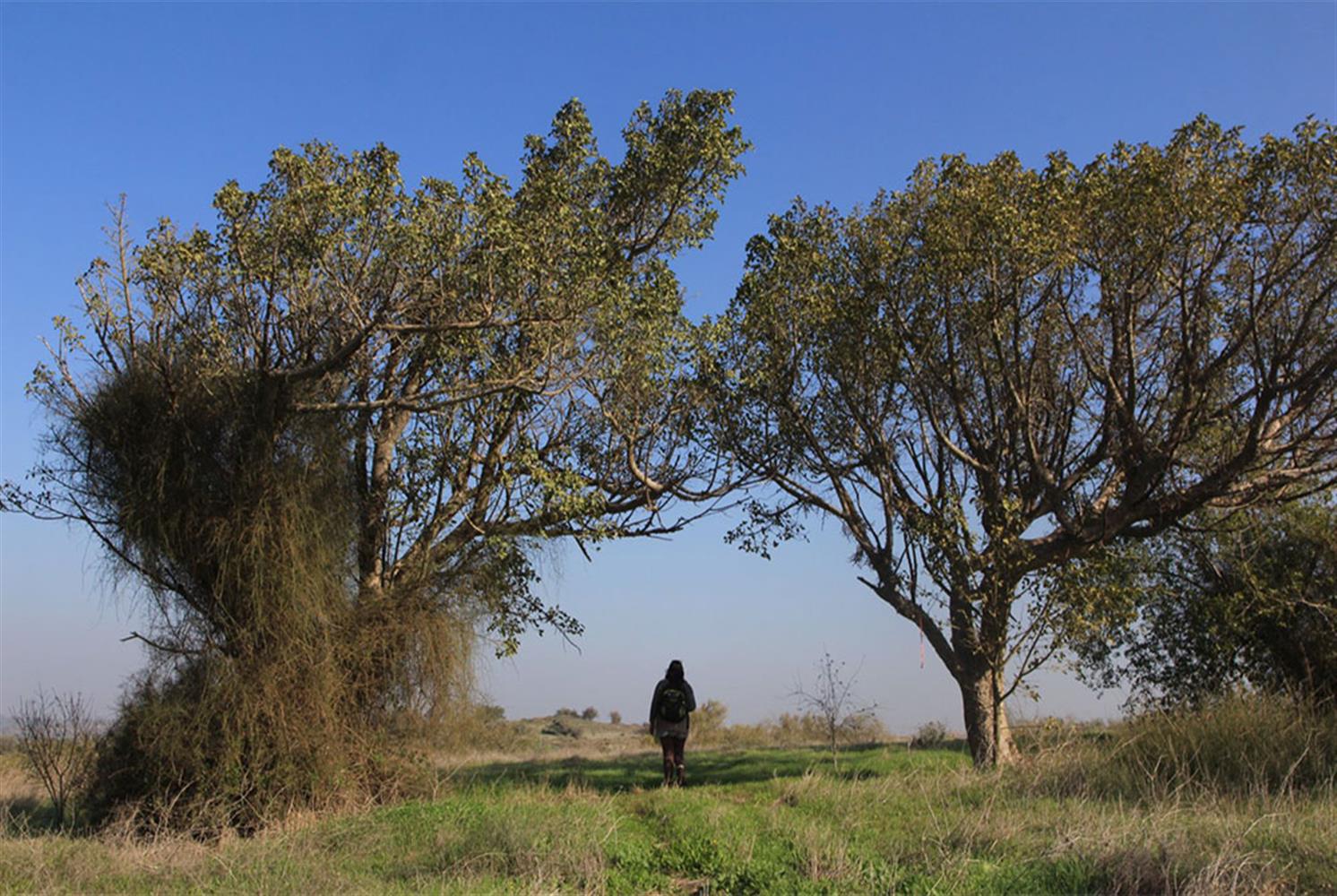 עצי שקמה מפוארים. צילום: יעקב שקולניק
