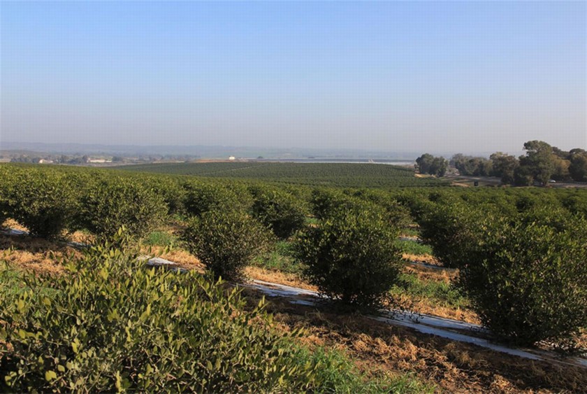 מטעי חוחובה ליד חניון איבים. צילום: יעקב שקולניק