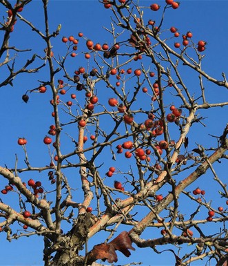 פירות עוזרר בחניון איבים. צילום: יעקב שקולניק
