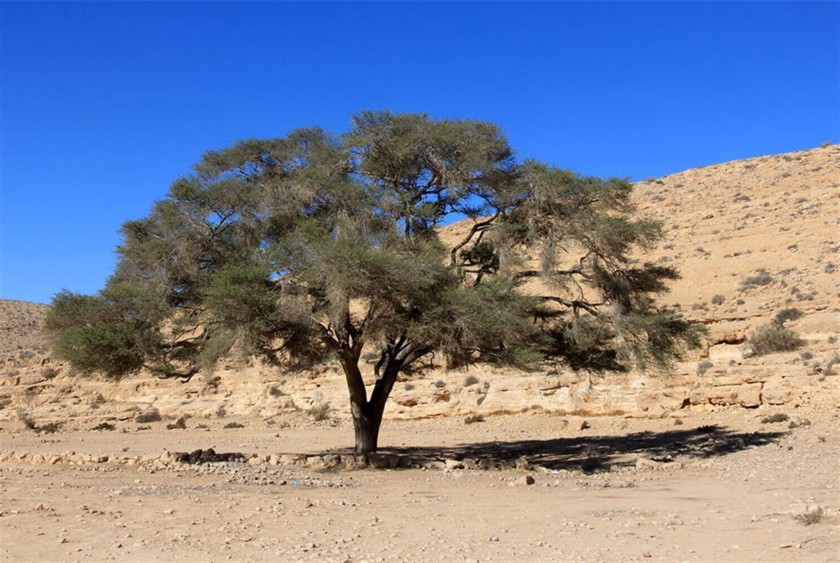 שיטה סלילנית בנחל נוקד. יעקב שקולניק
