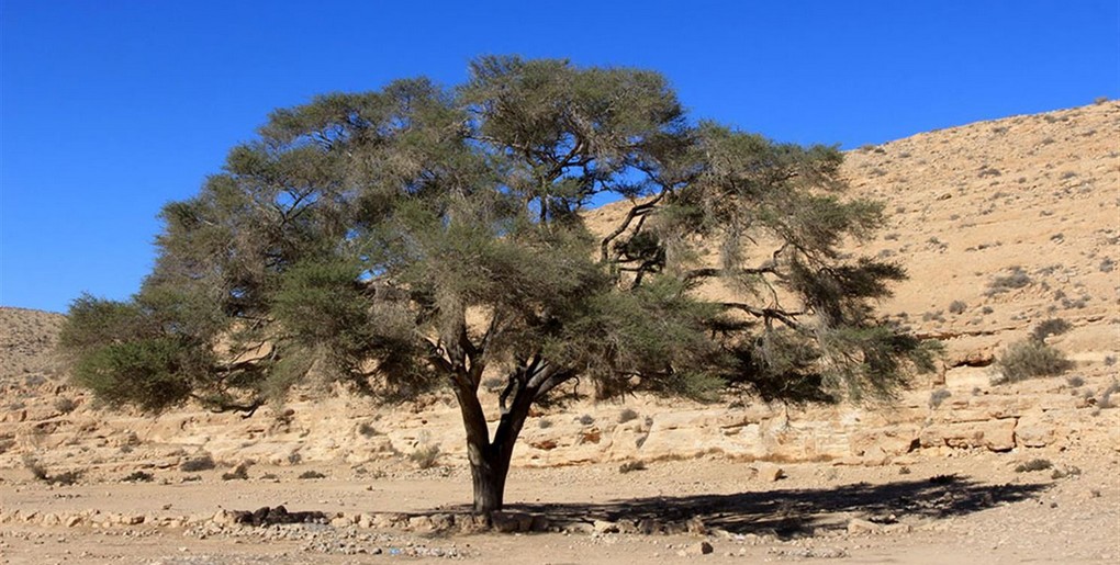 מסלול חניון הרועָה. יעקב שקולניק