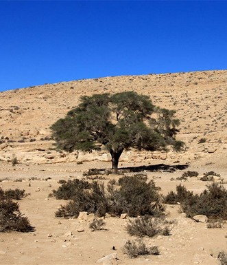 שיטה סלילנית בנחל נוקד. יעקב שקולניק