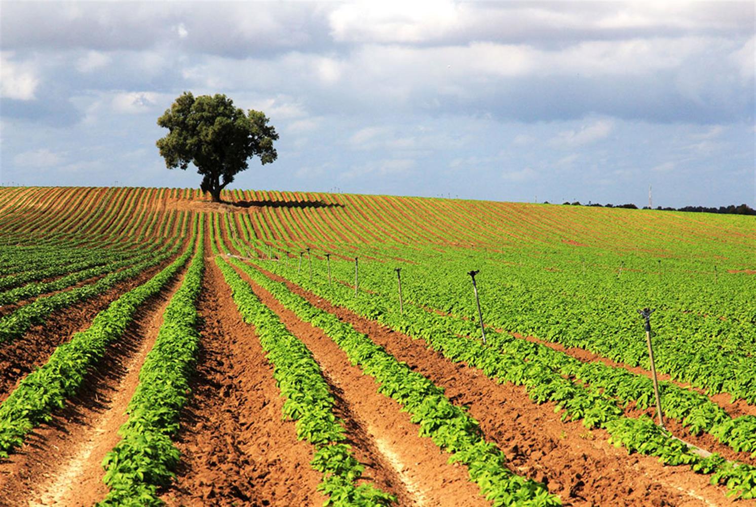 שדה תפוחי אדמה. צילום: יעקב שקולניק