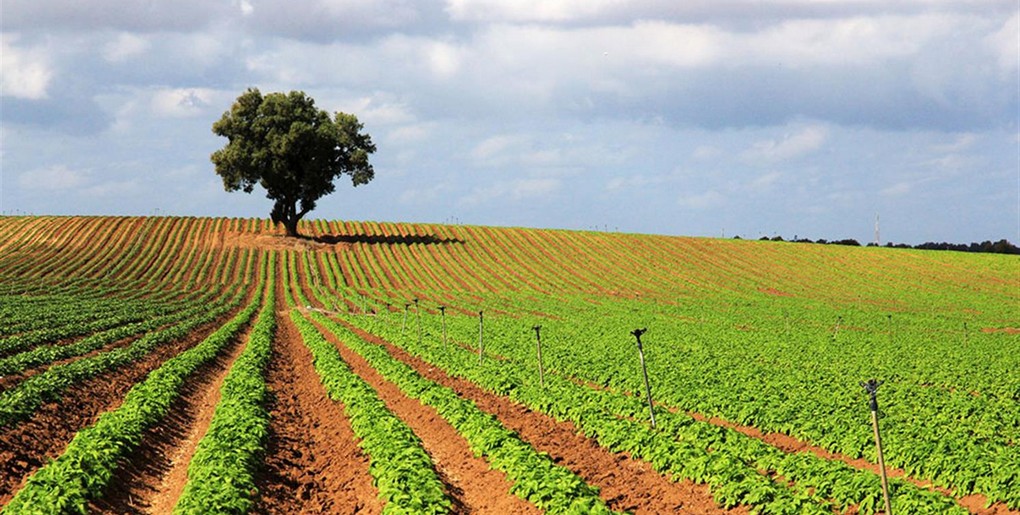 מסלול דרך הבשור - הקטע התיכון. צילום: יעקב שקולניק