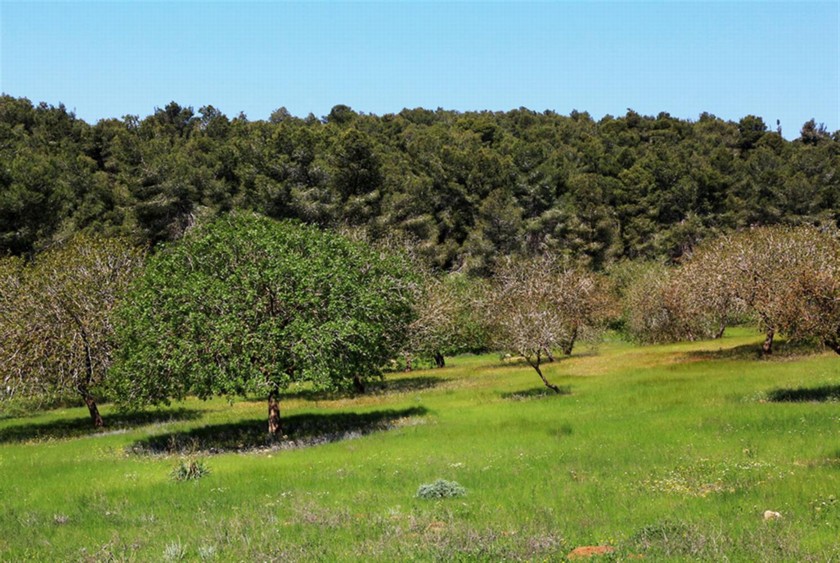 אלות אטלנטיות שנטעה קק"ל. צילום: יעקב שקולניק
