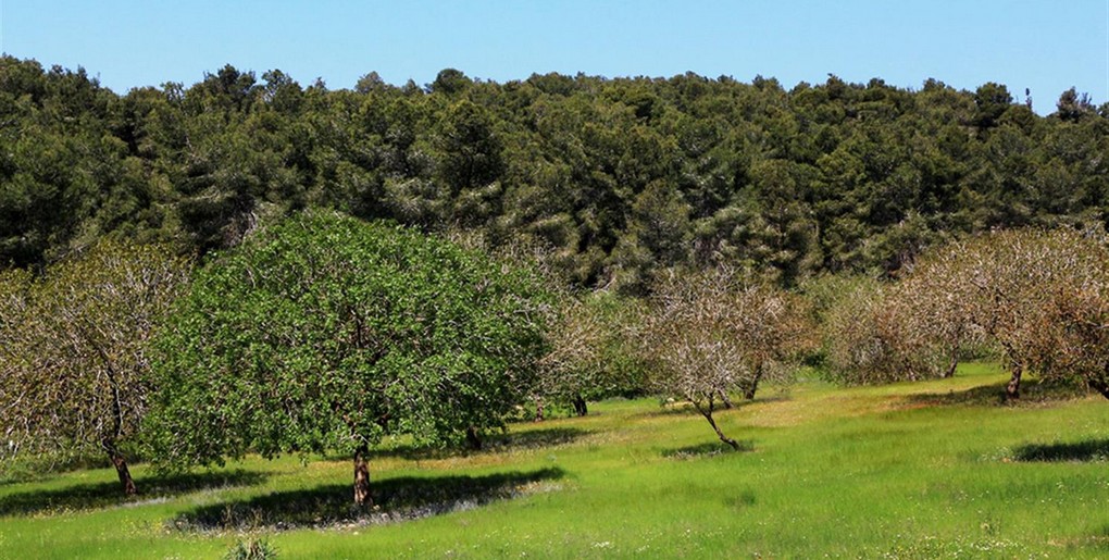 מסלול יער סנסנה. צילום: יעקב שקולניק