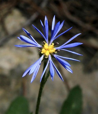 יישימונית דו גונית. צילום: יעקב שקולניק