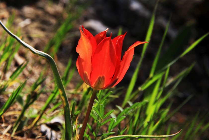 צבעוני ההרים. צילום: יעקב שקולניק