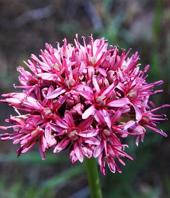 שום אשרסון. צילום: יעקב שקולניק