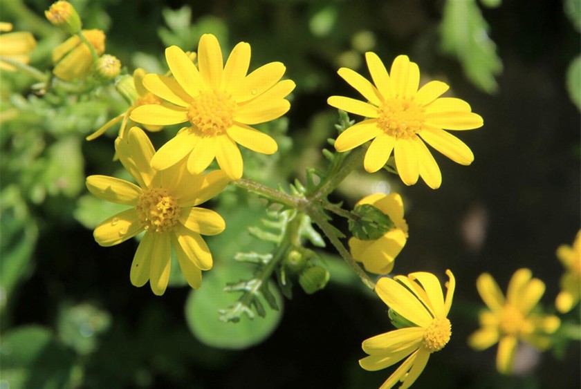 סביון אביבי בפריה. צילום: יעקב שקולניק