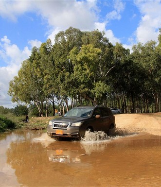 רק אחרי הגשם. חציית נחל רבה בדרך היער הראשית. צילום: יעקב שקולניק