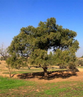 אשל הפרקים. צילום: יעקב שקולניק