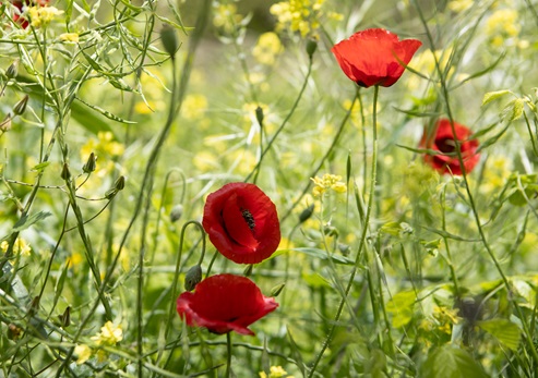 פריחה מרהיבה בפארק רמת מנשה