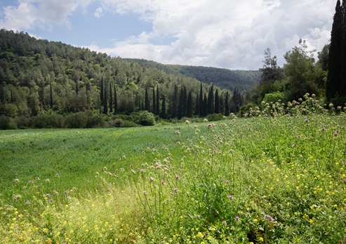 הנוף באיזור נחל השופט
