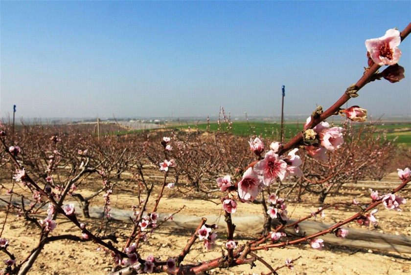 המטע פורח. צילום: יעקב שקולניק