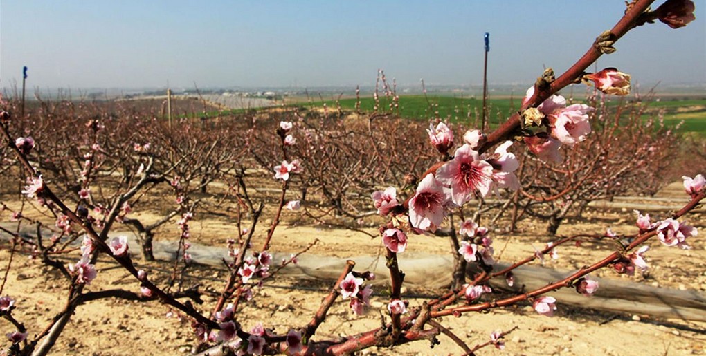 מסלול בוסתן במשלטי חוליקאת