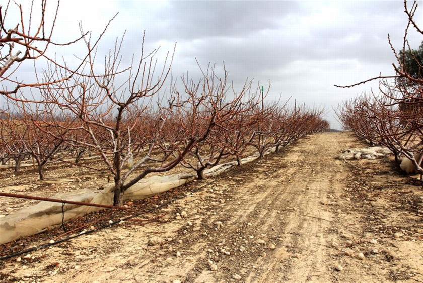 מטע נשירים ליד חניון חוליקאת. צילום: יעקב שקולניק