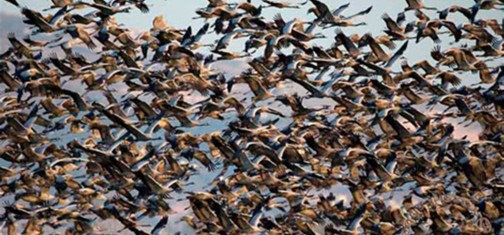 צילום: יוסי אשבול, ארכיון הצילומים קק"ל