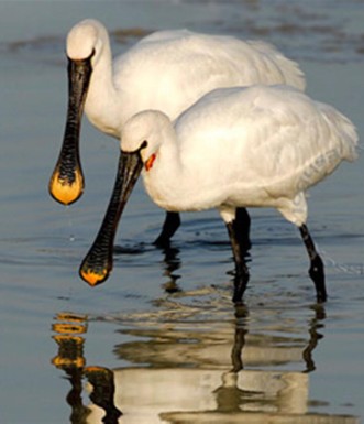 זוג כפנים. צילום: יוסי אשבול, ארכיון הצילומים קק"ל