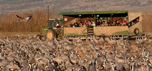 עגלת התצפית באגמון החולה. צילום: יוסי אשבול, ארכיון הצילומים קק"ל