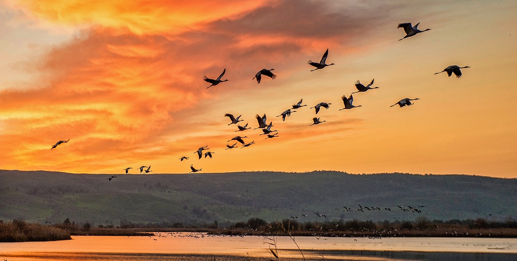 אגמון החולה קקל. צילום: shutterstock