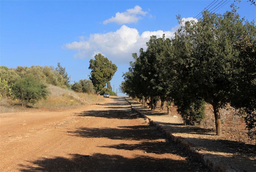 שדרת העצים בתחילת המסלול. צילום: יעקב שקולניק