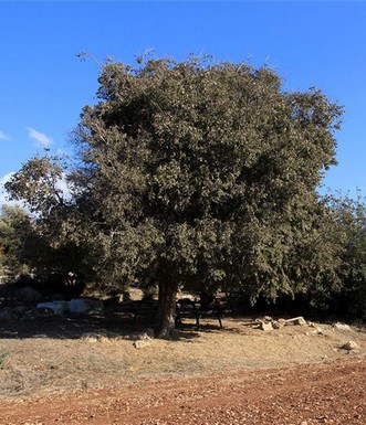 עץ מיש גדול ליד הגיתות. צילום: יעקב שקולניק