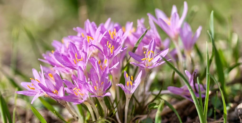 צילום: בוני שיינמן, קקל