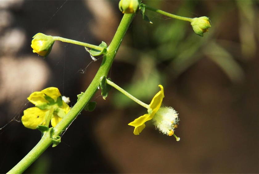 בוצין שונה עלים, מצמחי אמת המים. צילום: יעקב שקולניק