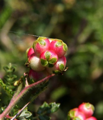 פירות סירה קוצנית. צילום: יעקב שקולניק