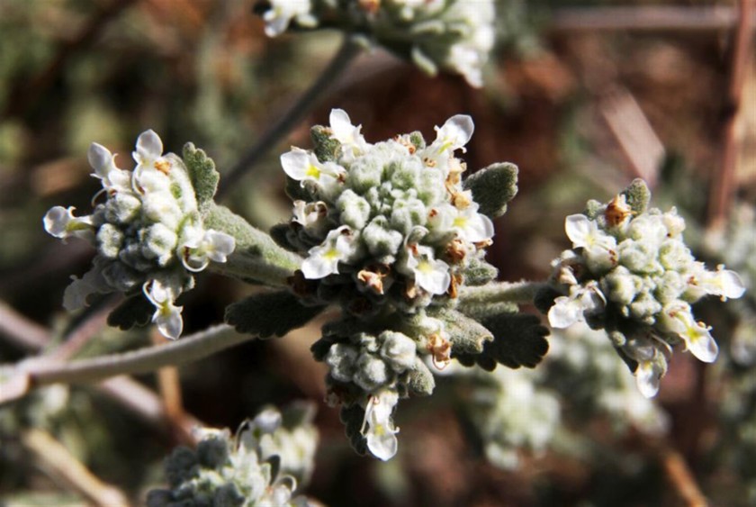 געדה מצויה בפריחה. צילום: יעקב שקולניק