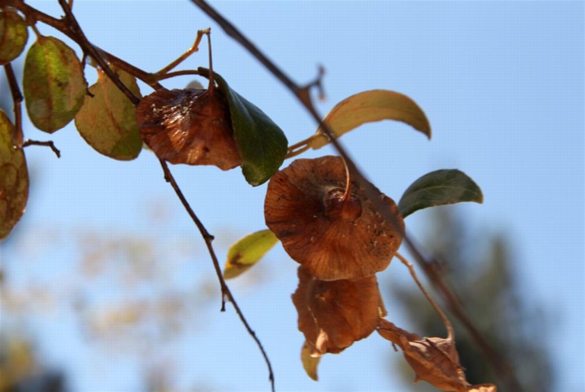 פירות של שמיר קוצני. צילום: יעקב שקולניק